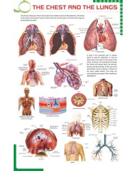 The Chest And The Lungs